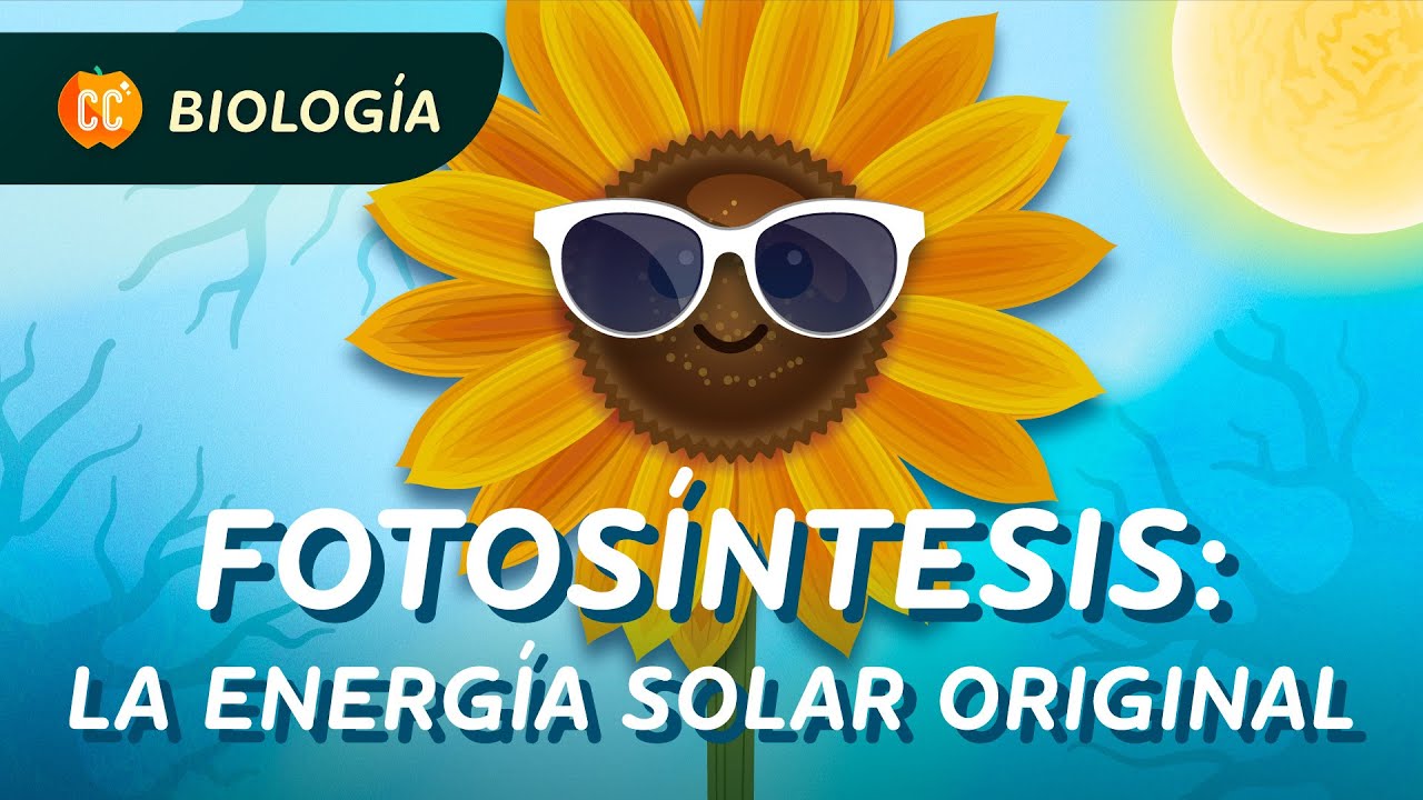 Fotosíntesis: la energía solar original: Crash Course Biología #28