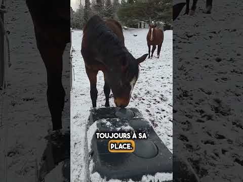Ce Cheval Ne Pouvait Pas Boire d'Eau… Jusqu'à Ce Qu'Il Découvre Ça 😱🐴 #shorts