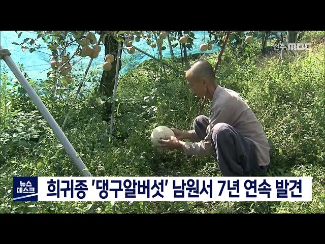 '댕구알 버섯' 남원서 또 발견