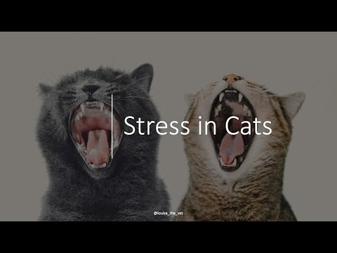Stress In Cats – How To Avoid It