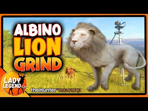 How to Set Up for An ALBINO LION GRIND in Savanna! - Call of the Wild