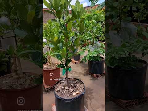 A paixão de Cultivar Frutíferas em Vasos | INCRÍVEL!!#Frutíferas #frutiferasemvasos #cultivo #frutas