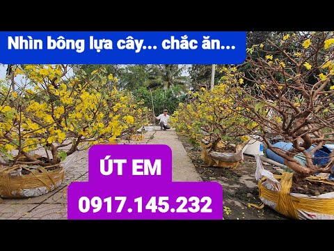 MAI GIẢO TAN CHÂU ZIN (#O917145232 ) ngày 10/3/2024 -  @bonsai Can Tho