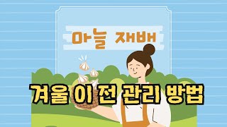 마늘 재배 겨울 이전 성공하는 비법은??? 가장 쉽고 가장 효과적인…