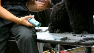 Sue Zecco on Poodle Feet