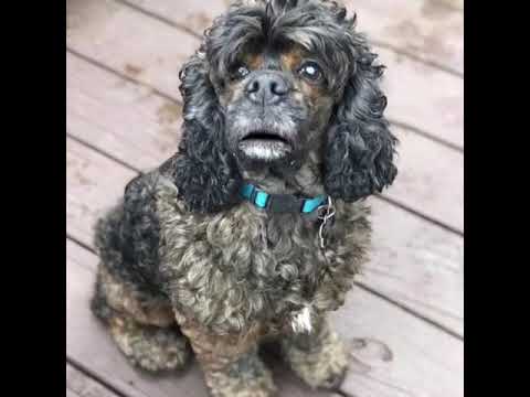 Oscar, an adopted Cockapoo in Houston, TX_image-1