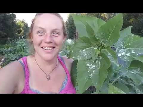 Full Garden Tour Week SEVEN!