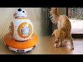 Cooper vs Sphero BB-8 Remote Control Droid ...