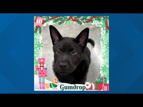 12 Strays of Christmas 2025: Meet Gumdrop - YouTube
