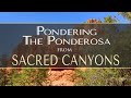 Pondering the Ponderosa from SACRED CANYONS by Dean Evenson, Scott Huckabay & Phil Heaven