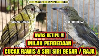Download lagu DIFFERENCE BETWEEN CUCAK RAWIS & SIRI SIRI LARGE / KING❗ mp3
