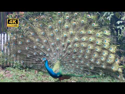 [4K Video] Peacock Dance Display - Peacocks Opening Feathers & Bird Sound