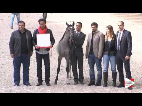 3rd PLACE-N.108 LB KALIFORNIA - DEAUVILLE 2015 - Filly Foals Championship (Class 12)