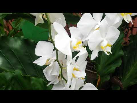 , title : 'Long-lasting orchid flowers - Phalaenopsis amabilis var Java'