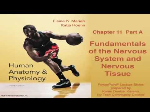 Anatomy & Physiology Chapter 11 Part A: Nervous System & Nervous Tissue Lecture