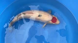 video van Tancho Sanke TA-V24-10280