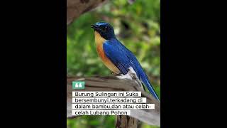 Download lagu Burung Sulingan Gunung #kicaumania mp3