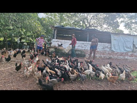 CRIADO DE GALINHA CAIPIRA FALA QUE SO PRECISA DE MANEJO PRA DA CERTO