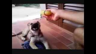 preview picture of video 'Totò (Il cane di Mr. Bean esiste) Andrea Mesiti'