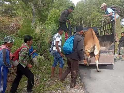 Menaikan sapi ke angkot