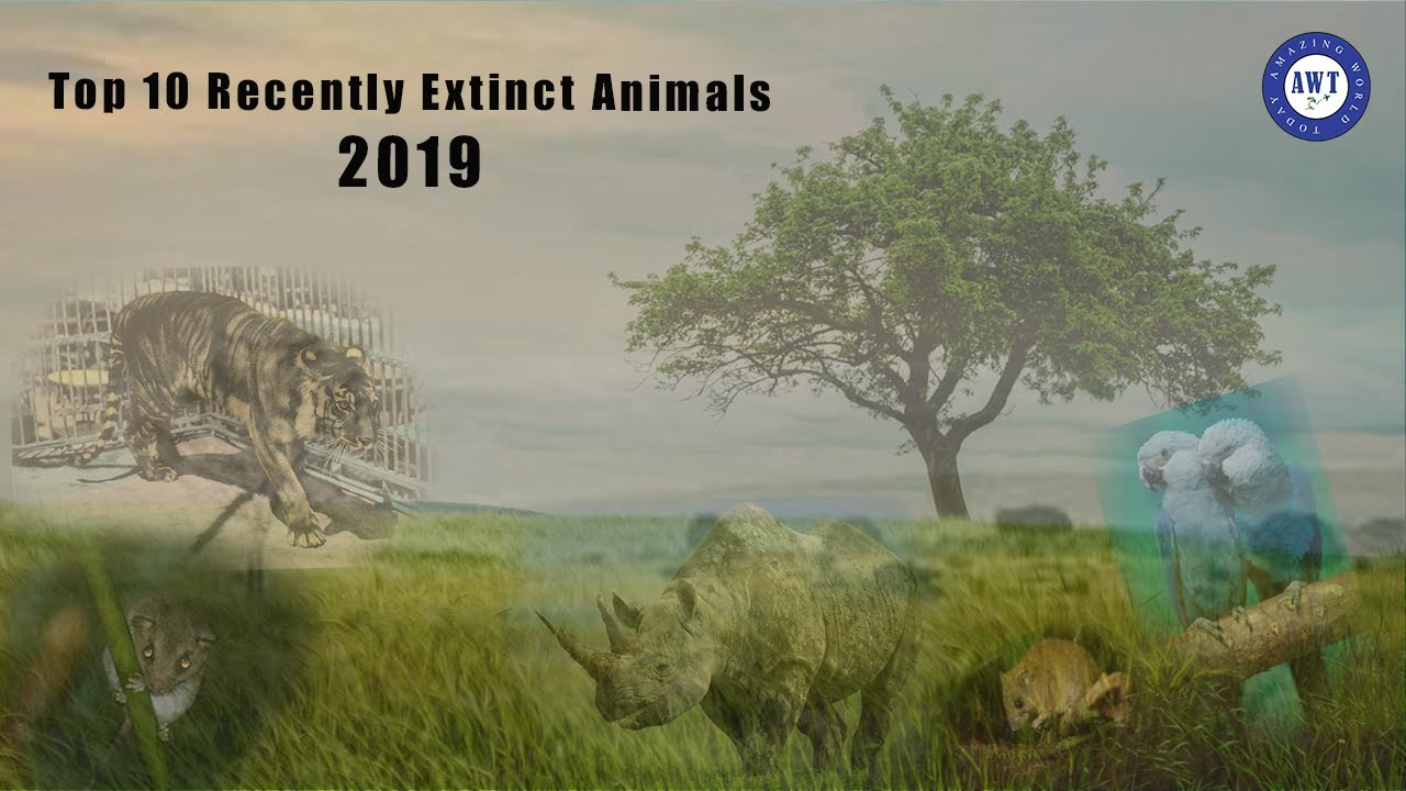 Top 10 Recently Extinct Animals 2019 | Critically Endanger | Vanished Animals
