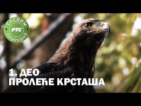 Sasvim prirodno: Proleće krstaša, 1. deo (Jovan Memedović)