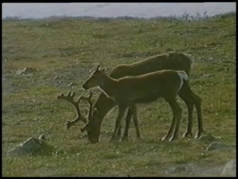 Resa I Svenska Naturens Inre - Härjedalen (SVT 1986)