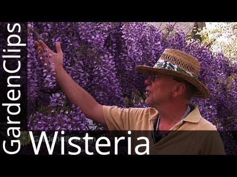 , title : 'Wisteria atau Wysteria - Cara mengendalikan Wisteria - Tanaman merambat yang indah namun merusak'
