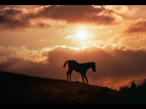 World of Wonders: Kings of The Desert