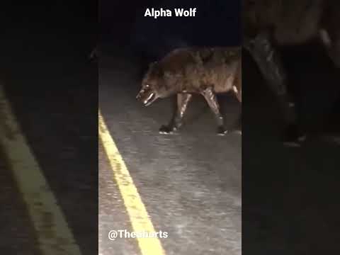 Alpha Wolf 😱😨#wolf #alphamale