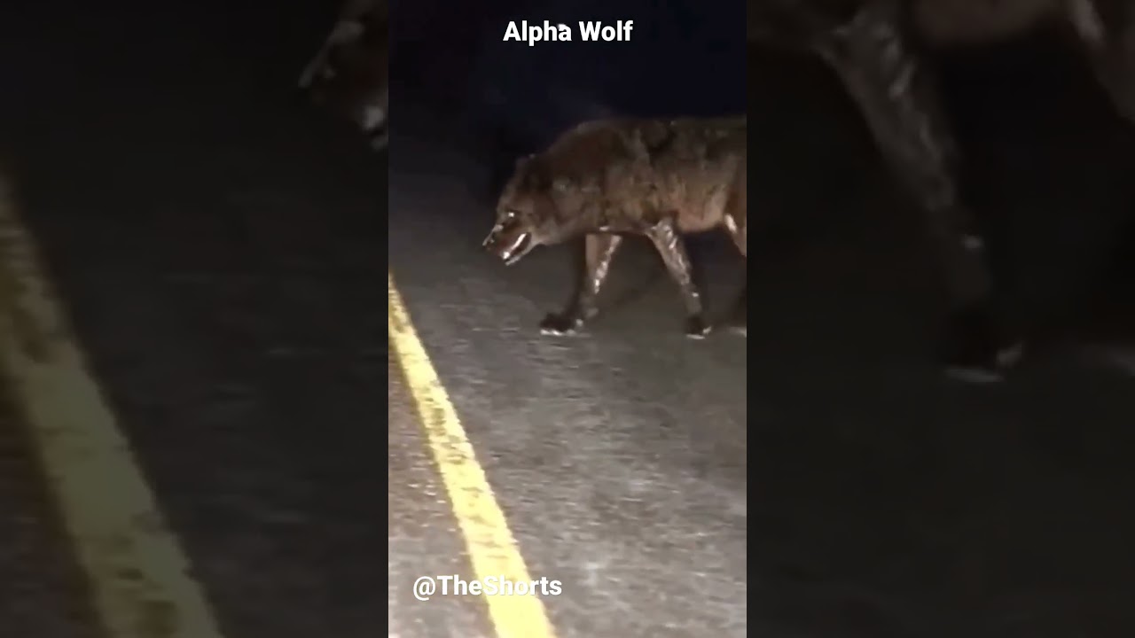 Alpha Wolf 😱😨#wolf #alphamale