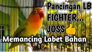Download lagu Pancingan LB FIGHTER Memanggil Lawan Lanjut Ngekek, TOP Buat Memancing Labet Bahan mp3