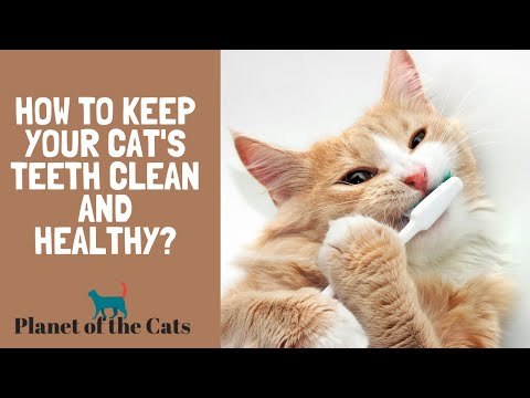 How to Keep Your Cat's Teeth Clean and Healthy?