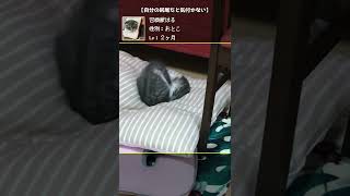 【癒し動画】自分の尻尾だと気付かない【召喚獣はる短編】