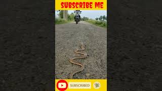 Download lagu snake video WhatsApp status🔥🔥🔥 #short mp3