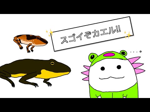 ペロフィラクス・リディバンドゥス(メス)