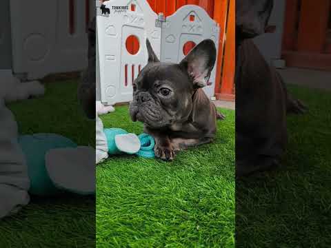Video 4