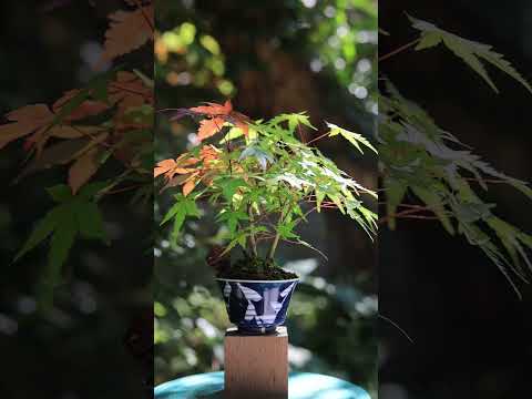 屋内屋外盆栽のメンテナンスプロのように矮性の木の世話をする方法