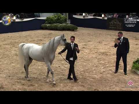N 118 D SERAJ   39th All Nations Cup   Aachen   Stallions 7 10 Years Old Class 11