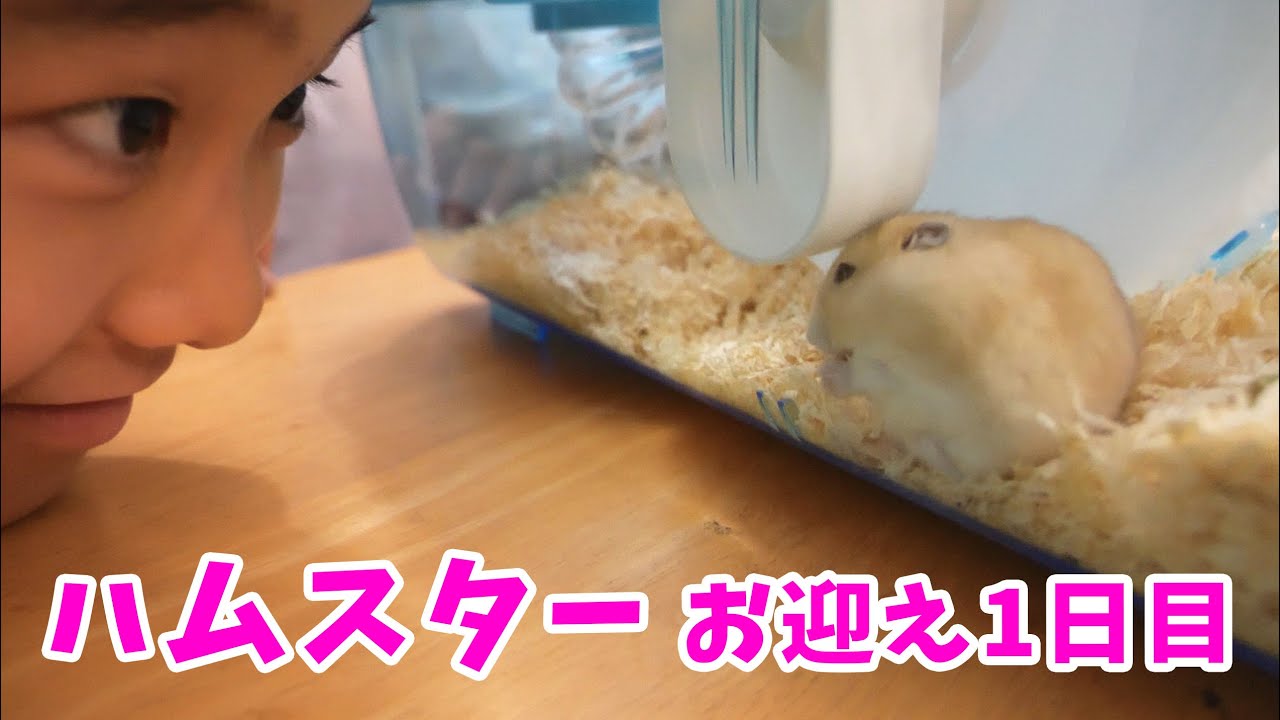 【お迎え１日目】ハムスターを飼い始めました！ ハムスターとおうちの紹介【vlog】