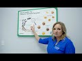 Black Soldier Fly Life Cycle