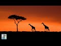 Traditional African Music Compilation African Tribal Music African Melodies