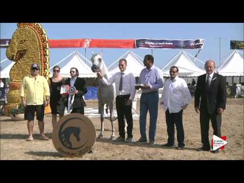 3rd place N.41 BINT HAZY AL KHALEDIAH - Menton 2015 - Junior Female Championship (Class 13)