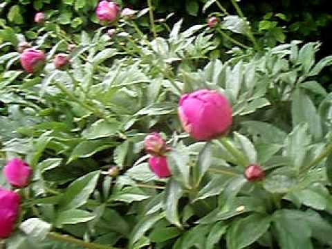 Kungsbacka Trädgårdsvänner-Trädgårdsbingo