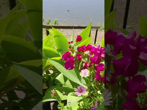 2/24 Ron Penhaligon Way, Robina, QLD 4226, 3 कमरे, 3 बाथरूम, Townhouse