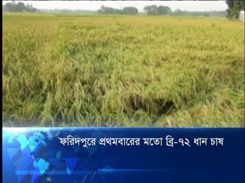 ফরিদপুরে প্রথমবারের মতো ব্রি-৭২ ধান চাষ