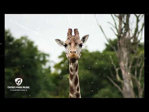 ((NFM))-🎶((REGGAE))-🎵Please Don't Make Me Cry-🎧Dj Kaii ft Zackolz-💿((COPYRIGHT FREE MUSIC))🔊