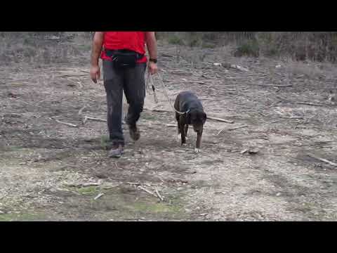 Vídeo de ALZIRA