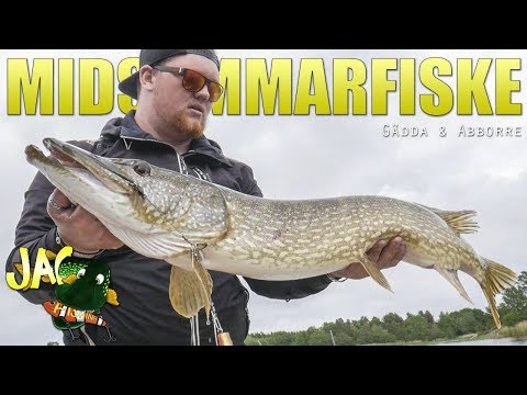 Gädda & Abborre - Midsommarfiske