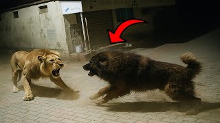 They Picked the Wrong Enemy… And Paid the Price (Part 2)